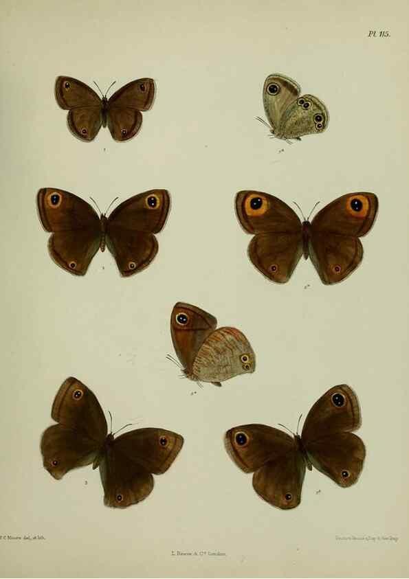 Reproducción/Reproduction 38285569445: Lepidoptera indica.. London,1890-1913.. 