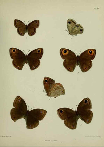 Reproducción/Reproduction 38285569445: Lepidoptera indica.. London,1890-1913.. 