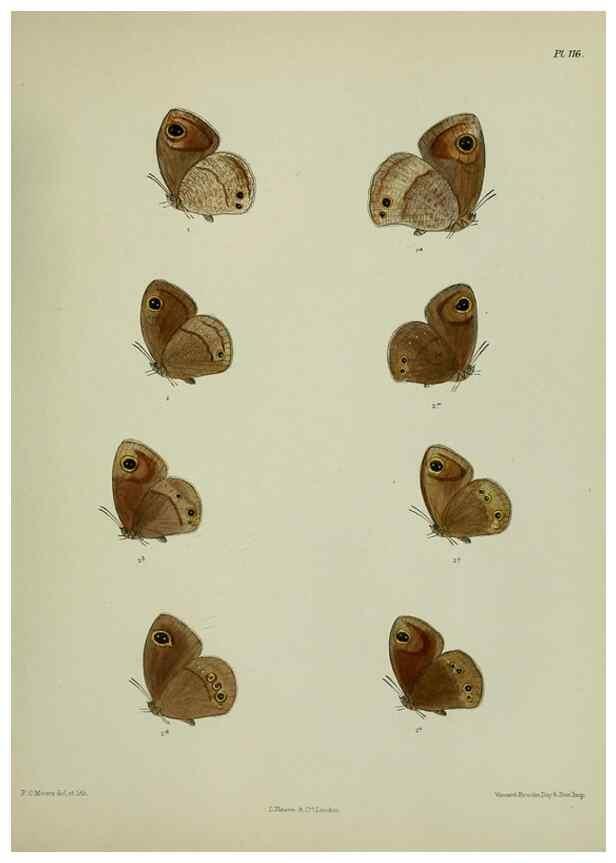 Reproducción/Reproduction 38457688404: Lepidoptera indica.. London,1890-1913.. 