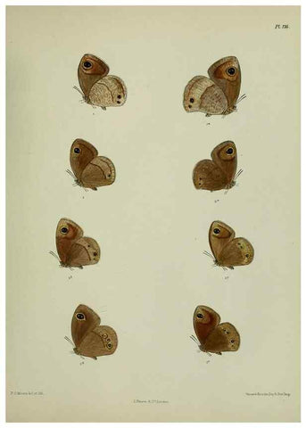 Reproducción/Reproduction 38457688404: Lepidoptera indica.. London,1890-1913.. 