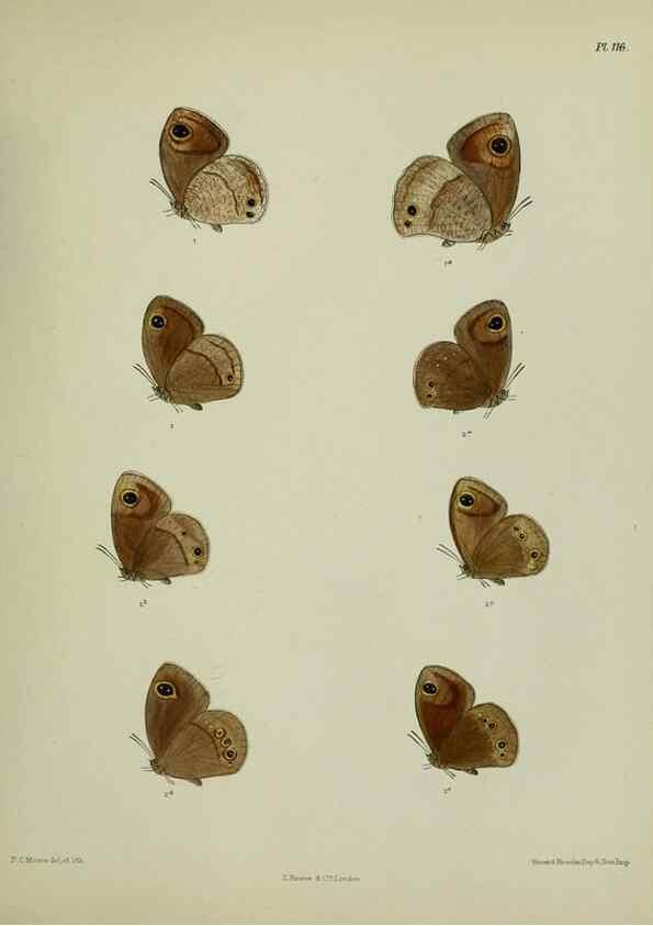 Reproducción/Reproduction 38457688404: Lepidoptera indica.. London,1890-1913.. 