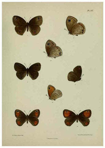 Reproducción/Reproduction 27388102329: Lepidoptera indica.. London,1890-1913.. 