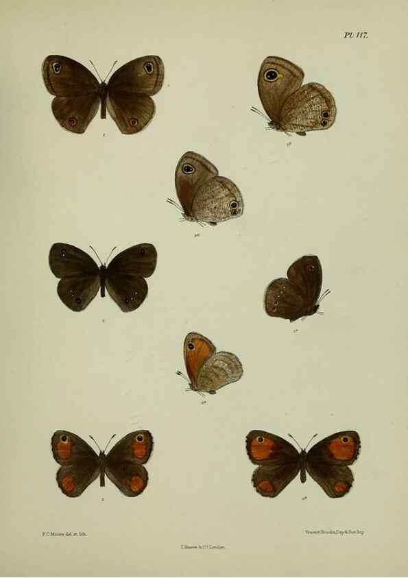 Reproducción/Reproduction 27388102329: Lepidoptera indica.. London,1890-1913.. 