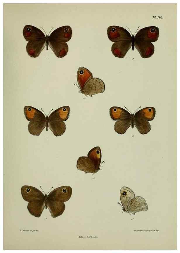 Reproducción/Reproduction 39165585761: Lepidoptera indica.. London,1890-1913.. 