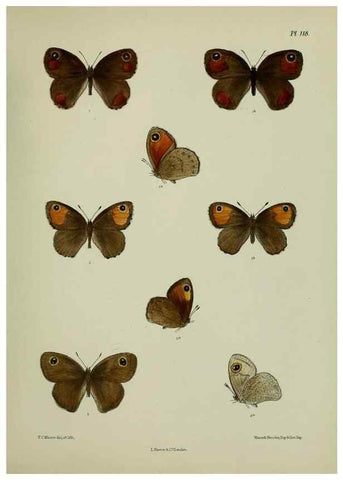 Reproducción/Reproduction 39165585761: Lepidoptera indica.. London,1890-1913.. 