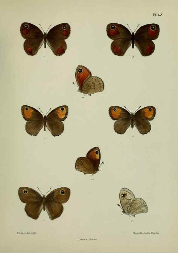 Reproducción/Reproduction 39165585761: Lepidoptera indica.. London,1890-1913.. 