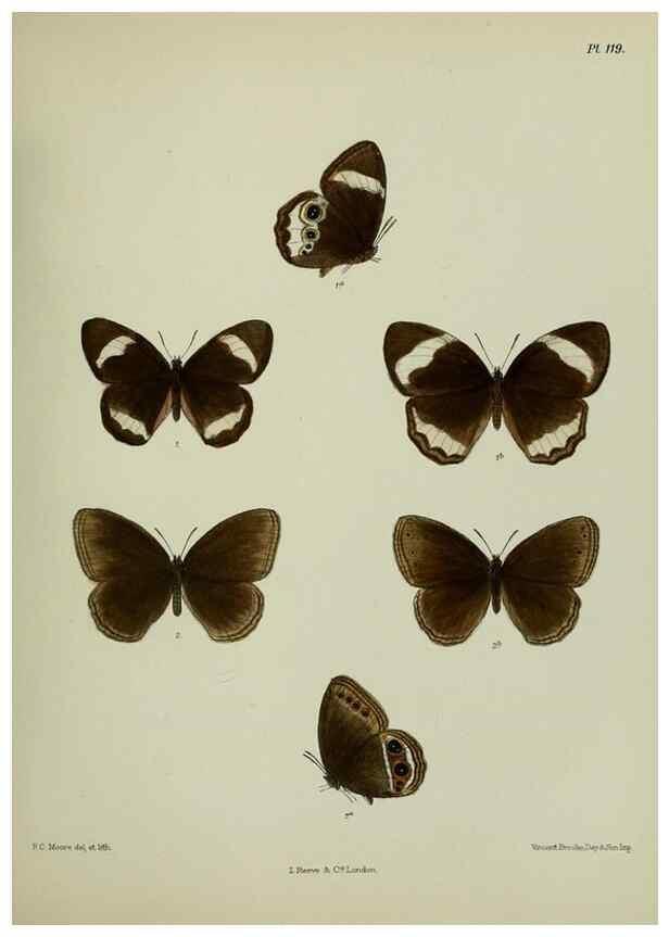 Reproducción/Reproduction 39165587261: Lepidoptera indica.. London,1890-1913.. 