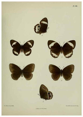 Reproducción/Reproduction 39165587261: Lepidoptera indica.. London,1890-1913.. 