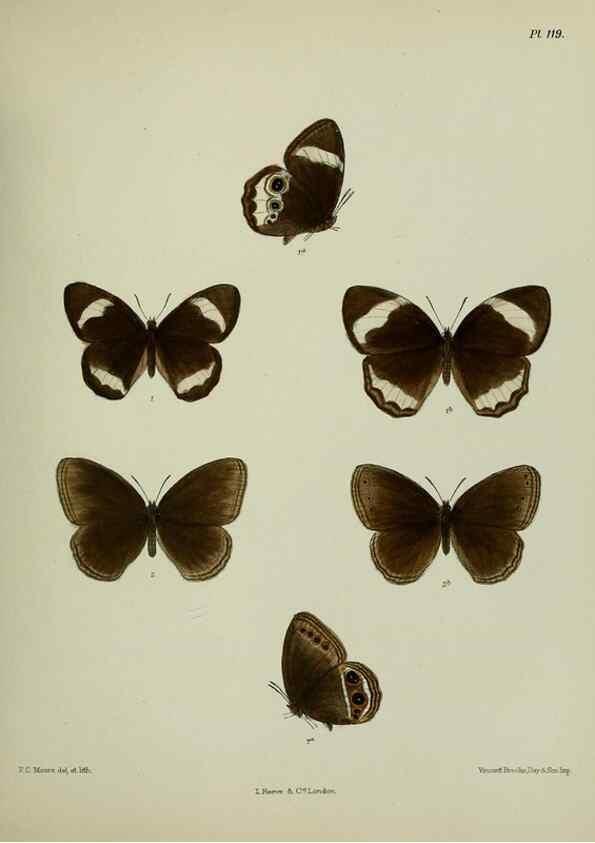 Reproducción/Reproduction 39165587261: Lepidoptera indica.. London,1890-1913.. 