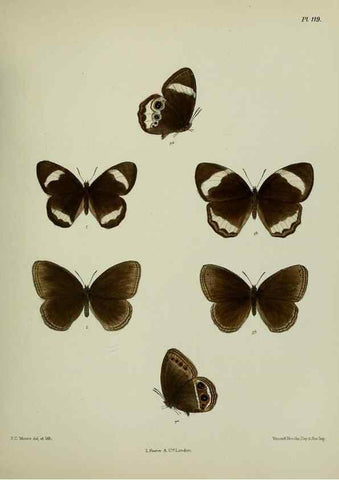 Reproducción/Reproduction 39165587261: Lepidoptera indica.. London,1890-1913.. 