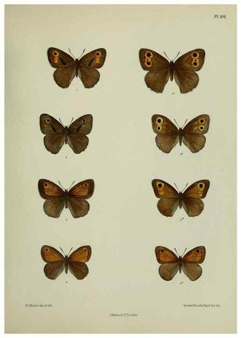 Reproducción/Reproduction 38285533415: Lepidoptera indica.. London,1890-1913.. 