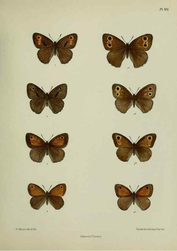 Reproducción/Reproduction 38285533415: Lepidoptera indica.. London,1890-1913.. 