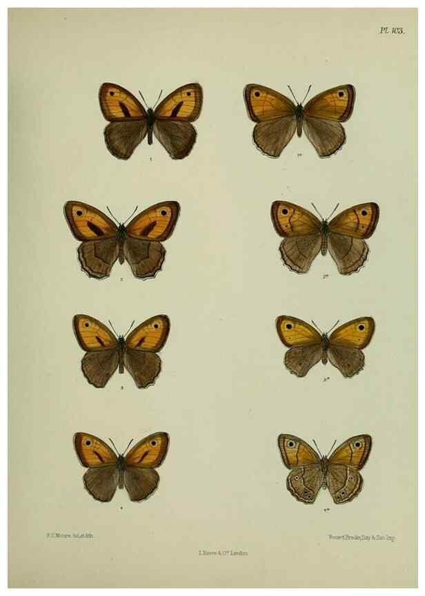 Reproducción/Reproduction 25299839958: Lepidoptera indica.. London,1890-1913.. 
