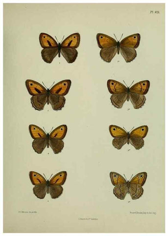 Reproducción/Reproduction 25299839958: Lepidoptera indica.. London,1890-1913.. 