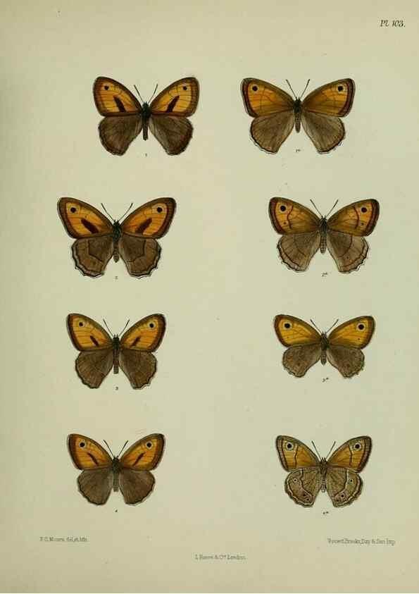 Reproducción/Reproduction 25299839958: Lepidoptera indica.. London,1890-1913.. 