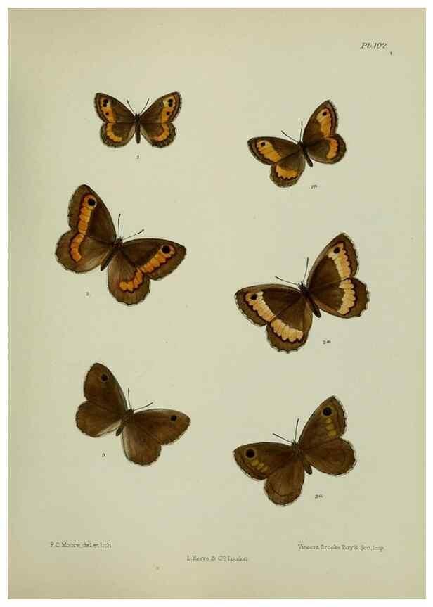 Reproducción/Reproduction 24304529827: Lepidoptera indica.. London,1890-1913.. 