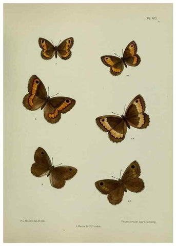 Reproducción/Reproduction 24304529827: Lepidoptera indica.. London,1890-1913.. 