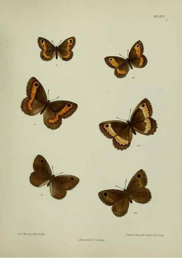 Reproducción/Reproduction 24304529827: Lepidoptera indica.. London,1890-1913.. 
