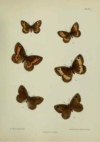 Reproducción/Reproduction 24304529827: Lepidoptera indica.. London,1890-1913.. 
