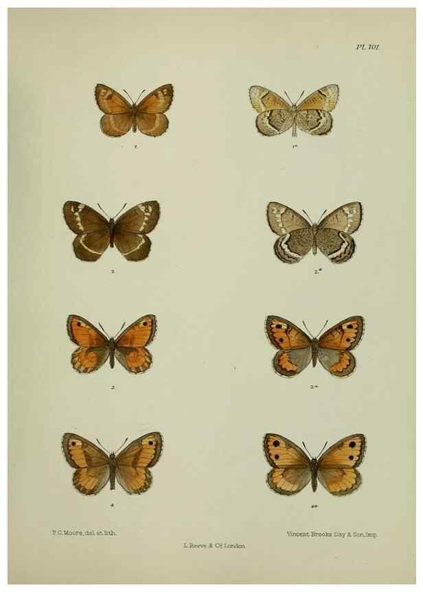 Reproducción/Reproduction 25299833958: Lepidoptera indica.. London,1890-1913.. 