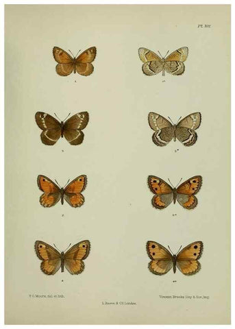 Reproducción/Reproduction 25299833958: Lepidoptera indica.. London,1890-1913.. 