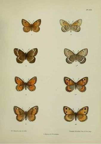 Reproducción/Reproduction 25299833958: Lepidoptera indica.. London,1890-1913.. 