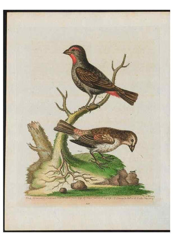 Reproducción/Reproduction 38707944681: Gleanings of natural history, exhibiting figures of quadrupeds, birds, insects, plants &c.... London :Printed for author at the Royal Collage of Physicians,1758-1764.. 