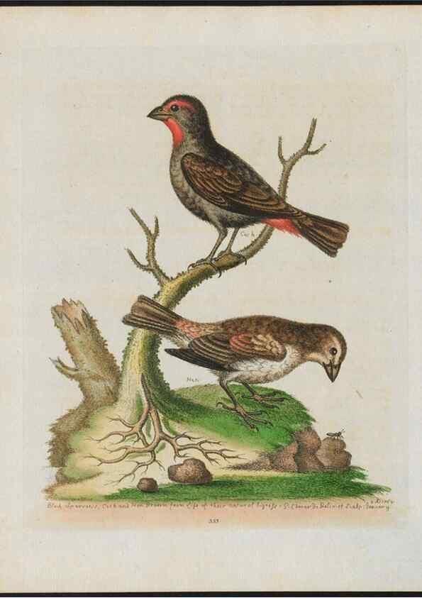 Reproducción/Reproduction 38707944681: Gleanings of natural history, exhibiting figures of quadrupeds, birds, insects, plants &c.... London :Printed for author at the Royal Collage of Physicians,1758-1764.. 