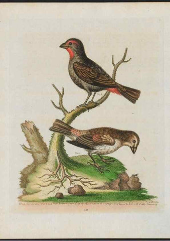 Reproducción/Reproduction 38707944681: Gleanings of natural history, exhibiting figures of quadrupeds, birds, insects, plants &c.... London :Printed for author at the Royal Collage of Physicians,1758-1764.. 