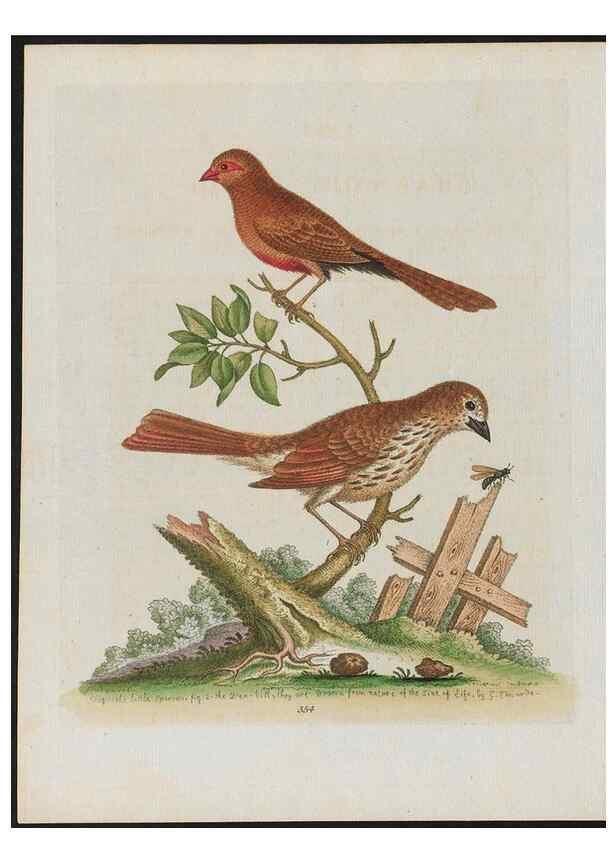 Reproducción/Reproduction 38707948111: Gleanings of natural history, exhibiting figures of quadrupeds, birds, insects, plants &c.... London :Printed for author at the Royal Collage of Physicians,1758-1764.. 