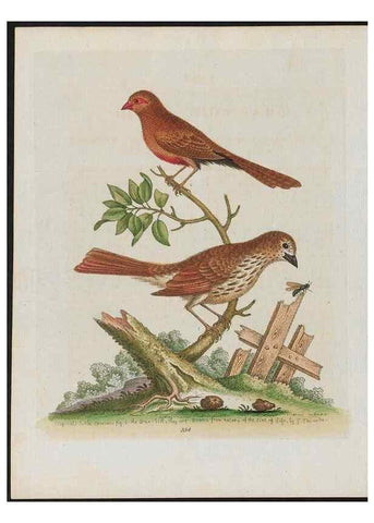 Reproducción/Reproduction 38707948111: Gleanings of natural history, exhibiting figures of quadrupeds, birds, insects, plants &c.... London :Printed for author at the Royal Collage of Physicians,1758-1764.. 