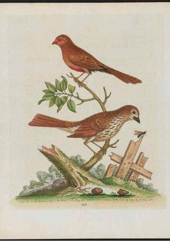 Reproducción/Reproduction 38707948111: Gleanings of natural history, exhibiting figures of quadrupeds, birds, insects, plants &c.... London :Printed for author at the Royal Collage of Physicians,1758-1764.. 