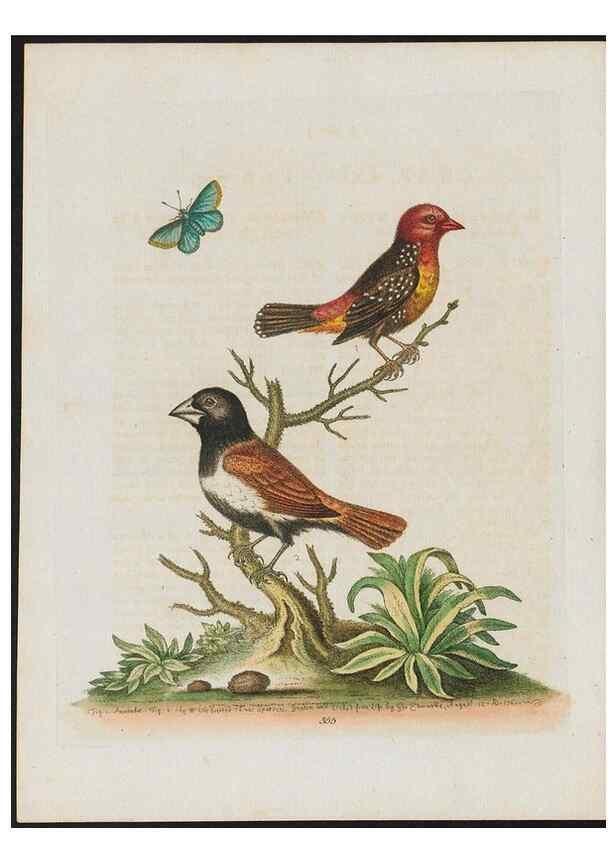 Reproducción/Reproduction 38707952931: Gleanings of natural history, exhibiting figures of quadrupeds, birds, insects, plants &c.... London :Printed for author at the Royal Collage of Physicians,1758-1764.. 