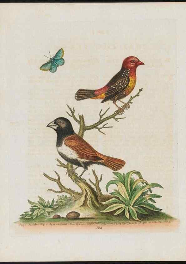 Reproducción/Reproduction 38707952931: Gleanings of natural history, exhibiting figures of quadrupeds, birds, insects, plants &c.... London :Printed for author at the Royal Collage of Physicians,1758-1764.. 