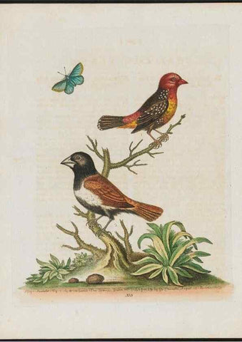 Reproducción/Reproduction 38707952931: Gleanings of natural history, exhibiting figures of quadrupeds, birds, insects, plants &c.... London :Printed for author at the Royal Collage of Physicians,1758-1764.. 