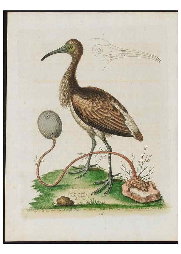 Reproducción/Reproduction 37990404904: Gleanings of natural history, exhibiting figures of quadrupeds, birds, insects, plants &c.... London :Printed for author at the Royal Collage of Physicians,1758-1764.. 