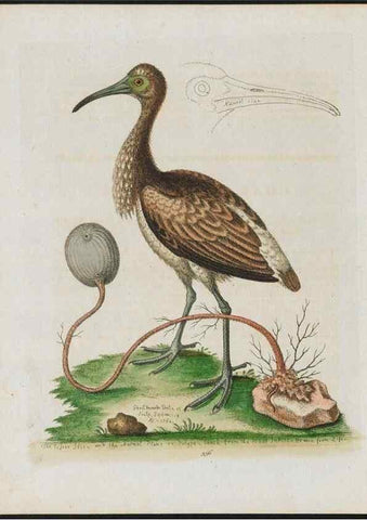 Reproducción/Reproduction 37990404904: Gleanings of natural history, exhibiting figures of quadrupeds, birds, insects, plants &c.... London :Printed for author at the Royal Collage of Physicians,1758-1764.. 