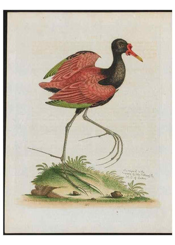 Reproducción/Reproduction 37990408984: Gleanings of natural history, exhibiting figures of quadrupeds, birds, insects, plants &c.... London :Printed for author at the Royal Collage of Physicians,1758-1764.. 