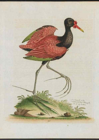 Reproducción/Reproduction 37990408984: Gleanings of natural history, exhibiting figures of quadrupeds, birds, insects, plants &c.... London :Printed for author at the Royal Collage of Physicians,1758-1764.. 