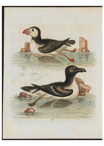 Reproducción/Reproduction 38675724292: Gleanings of natural history, exhibiting figures of quadrupeds, birds, insects, plants &c.... London :Printed for author at the Royal Collage of Physicians,1758-1764.. 