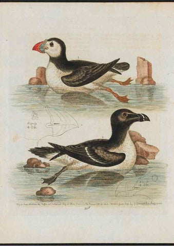 Reproducción/Reproduction 38675724292: Gleanings of natural history, exhibiting figures of quadrupeds, birds, insects, plants &c.... London :Printed for author at the Royal Collage of Physicians,1758-1764.. 