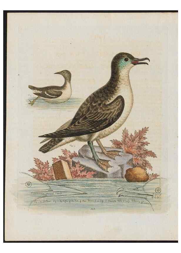 Reproducción/Reproduction 38675726672: Gleanings of natural history, exhibiting figures of quadrupeds, birds, insects, plants &c.... London :Printed for author at the Royal Collage of Physicians,1758-1764.. 