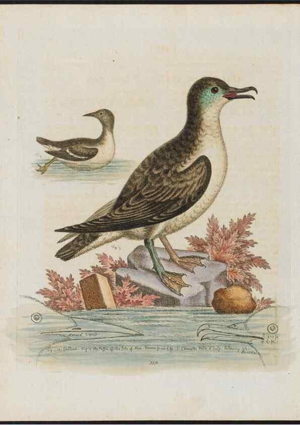 Reproducción/Reproduction 38675726672: Gleanings of natural history, exhibiting figures of quadrupeds, birds, insects, plants &c.... London :Printed for author at the Royal Collage of Physicians,1758-1764.. 