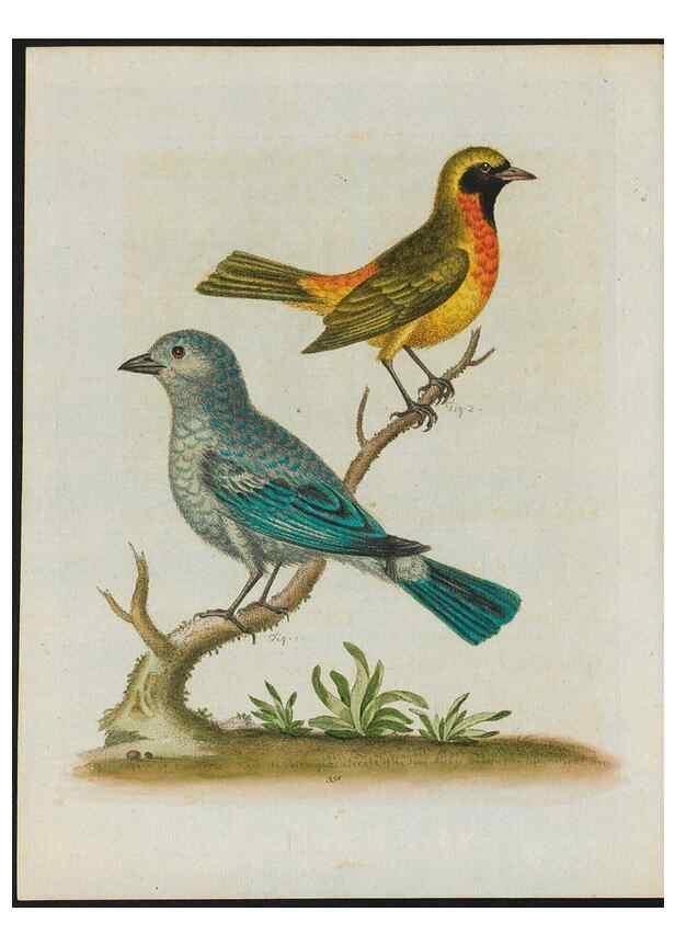 Reproducción/Reproduction 37990393994: Gleanings of natural history, exhibiting figures of quadrupeds, birds, insects, plants &c.... London :Printed for author at the Royal Collage of Physicians,1758-1764.. 