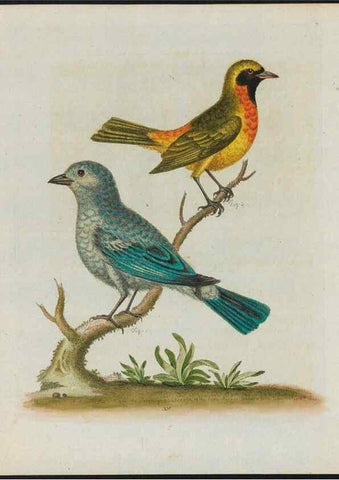 Reproducción/Reproduction 37990393994: Gleanings of natural history, exhibiting figures of quadrupeds, birds, insects, plants &c.... London :Printed for author at the Royal Collage of Physicians,1758-1764.. 