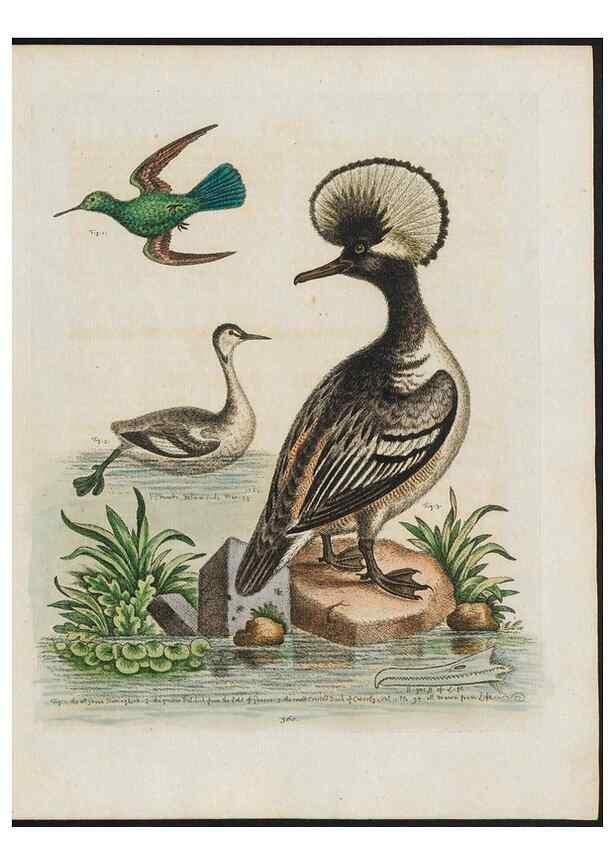 Reproducción/Reproduction 38675728882: Gleanings of natural history, exhibiting figures of quadrupeds, birds, insects, plants &c.... London :Printed for author at the Royal Collage of Physicians,1758-1764.. 