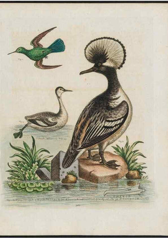 Reproducción/Reproduction 38675728882: Gleanings of natural history, exhibiting figures of quadrupeds, birds, insects, plants &c.... London :Printed for author at the Royal Collage of Physicians,1758-1764.. 