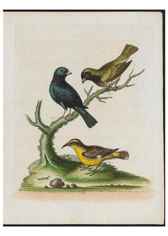 Reproducción/Reproduction 38652245106: Gleanings of natural history, exhibiting figures of quadrupeds, birds, insects, plants &c.... London :Printed for author at the Royal Collage of Physicians,1758-1764.. 