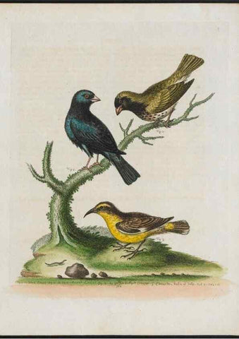 Reproducción/Reproduction 38652245106: Gleanings of natural history, exhibiting figures of quadrupeds, birds, insects, plants &c.... London :Printed for author at the Royal Collage of Physicians,1758-1764.. 