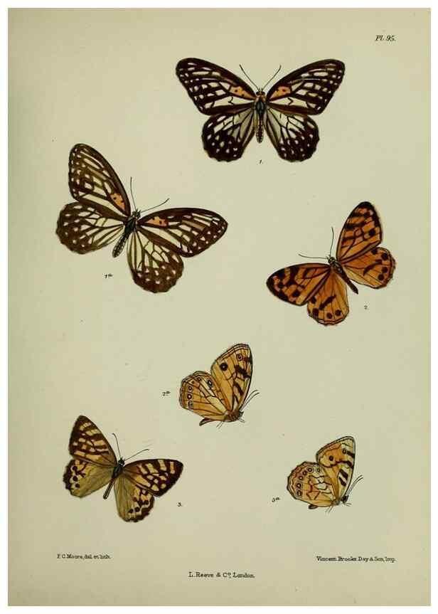 Reproducción/Reproduction 27388057849: Lepidoptera indica.. London,1890-1913.. 